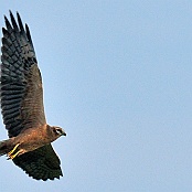 Pallid Harrier  "Circus macrourus"